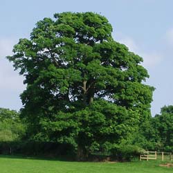 Erable sycomore / Acer pseudoplatanus